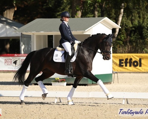 dressage horse Fürstenliebe De (Hanoverian, 2011, from Fürstenball)