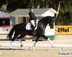 dressage horse Fürstenliebe De (Hanoverian, 2011, from Fürstenball)
