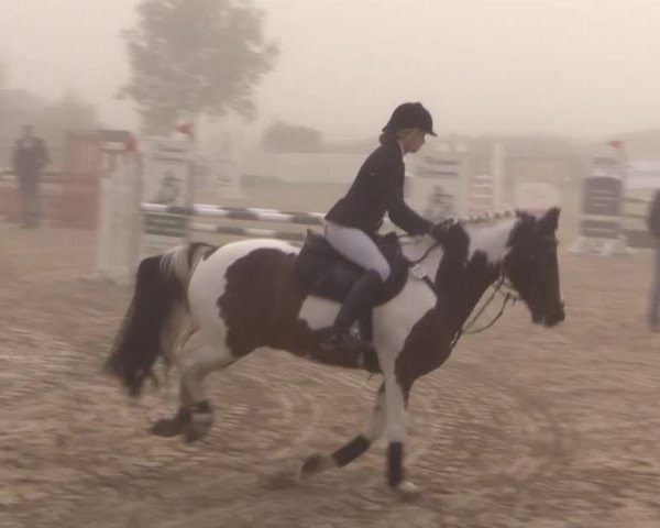 Reitstall Brinkmann 2014