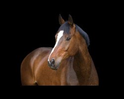 Springpferd Clooney (Rheinländer, 2009, von Cliostro)