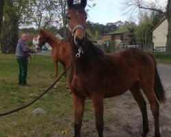 Pferd Victoria (Deutsches Sportpferd, 2019, von Vulkato)