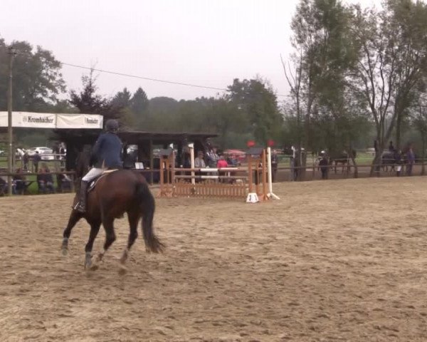 Reitstall Brinkmann 2014