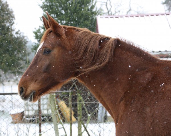 broodmare Satinka (Mecklenburg, 2005, from Saverio)