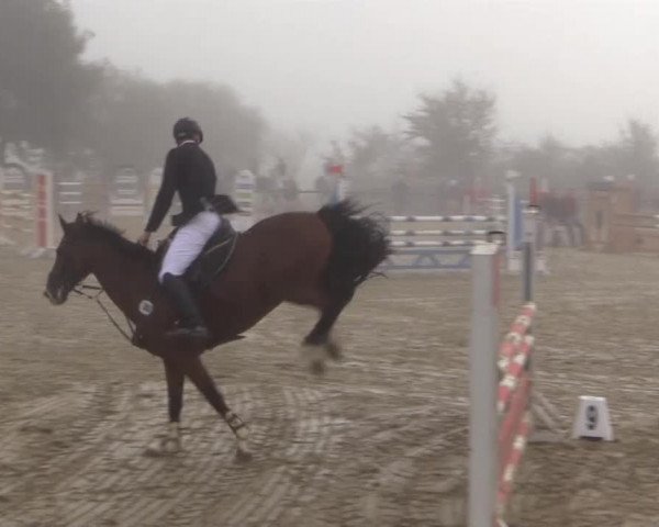 Reitstall Brinkmann 2014
