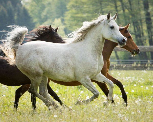 broodmare Al Janina CF ox (Arabian purebred,  , from Jenisseij ox)