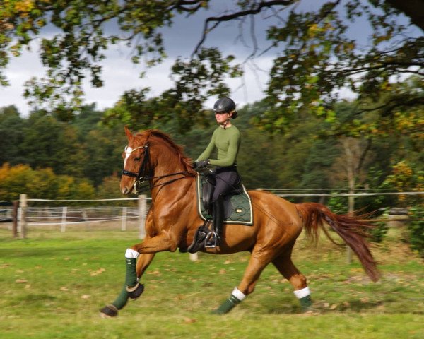 dressage horse Beaujolais 33 (Westphalian, 2010, from Belissimo NRW)
