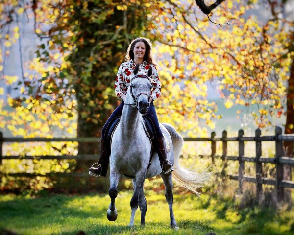 broodmare Medina CF ox (Arabian purebred,  , from Stival ox)