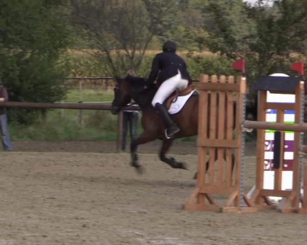 Reitstall Brinkmann 2014