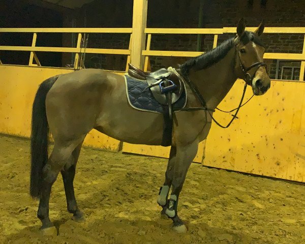 broodmare Eunice 2 (German Sport Horse, 2008, from Atlas Bavaria)