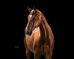 dressage horse Fürst Fabelhaft 3 (Oldenburg, 2011, from Fürst Fugger)