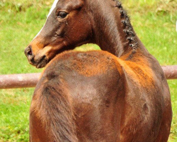 horse Cara MaBelle (Trakehner, 2020, from High Motion 2)