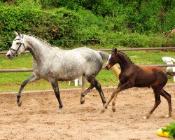 Zuchtstute Cara Matinee (Trakehner, 2014, von Silvermoon)