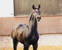 jumper Zo Beauty (Westphalian, 2017, from Zinedine)