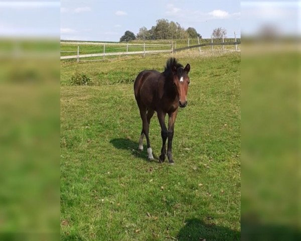 horse Kiss my Karma (German Riding Pony, 2020, from Captain Meyer WE)