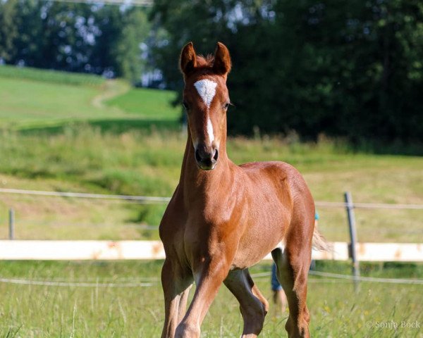 Pferd Charmeur Royale (Deutsches Reitpony, 2020, von DSP Cosmo Royale)