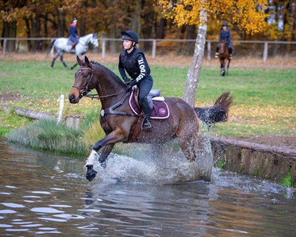 Zuchtstute Cara Luana (Trakehner, 2013, von Silvermoon)
