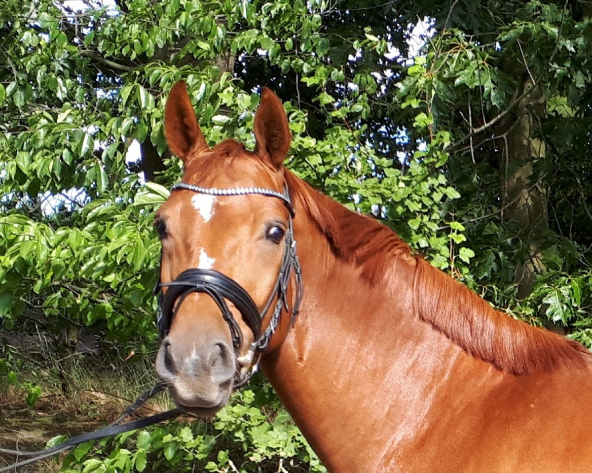 dressage horse Dimacci K (Oldenburg, 2014, from Dimaggio)