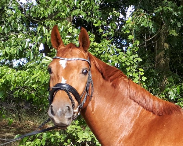 dressage horse Dimacci K (Oldenburg, 2014, from Dimaggio)
