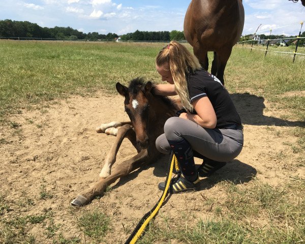 horse Matecum (Trakehner, 2019, from Tecumseh)
