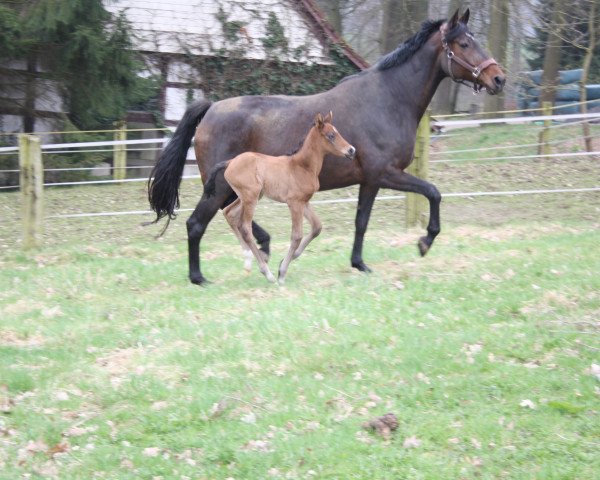 broodmare Maona (Trakehner, 2002, from Liebestraum)