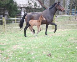 broodmare Maona (Trakehner, 2002, from Liebestraum)