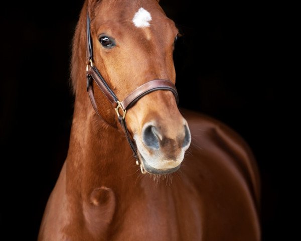 broodmare Fabricia (Trakehner, 2005, from Fabricio)