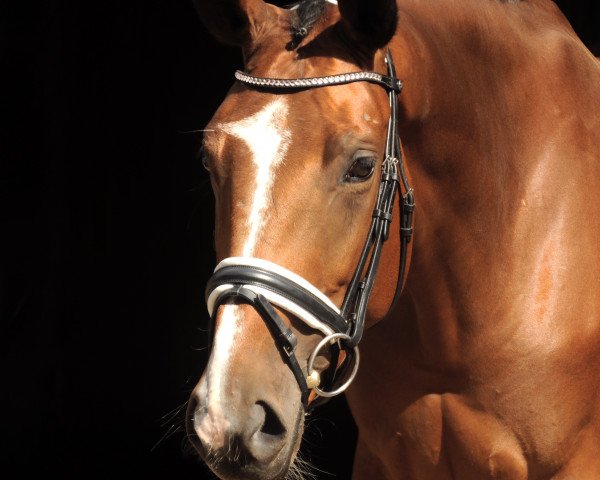 jumper Tequila Shot (Trakehner, 2016, from Duke of Hearts xx)