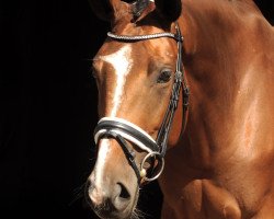 Springpferd Tequila Shot (Trakehner, 2016, von Duke of Hearts xx)