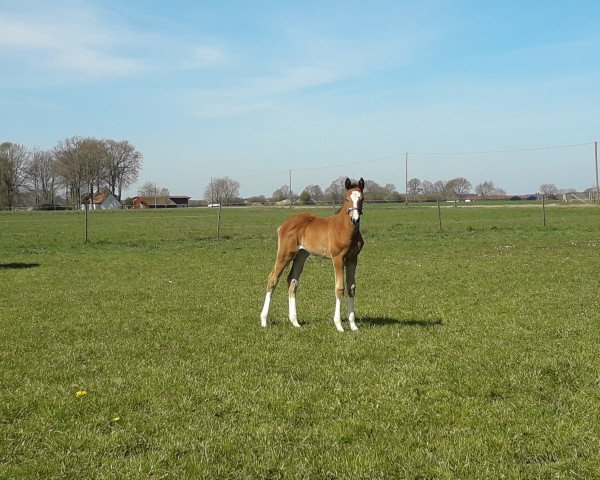 broodmare Stute von Flic en Flac AA (Oldenburg show jumper, 2020, from Flic en Flac Vimaje AA)