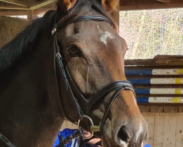jumper Quito 55 (Holsteiner, 2015, from Quiran)