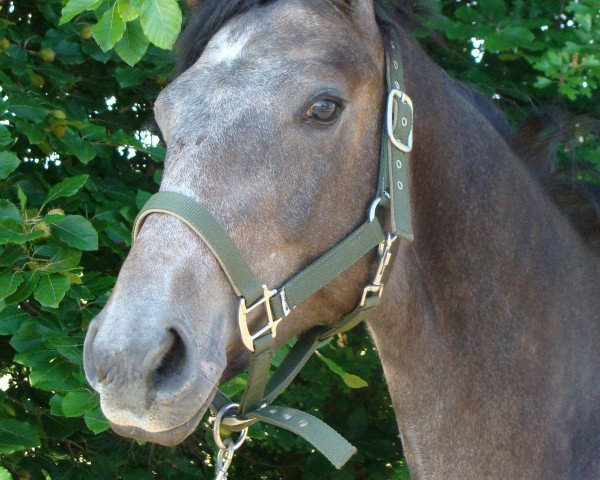 jumper Raypawers Hollywood (Holsteiner, 2010, from Hermes d'Authieux AA)