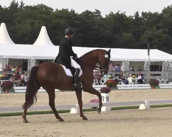 Dressurturnier Hubertushof RSG Linkenheim-Hochstetten 2014