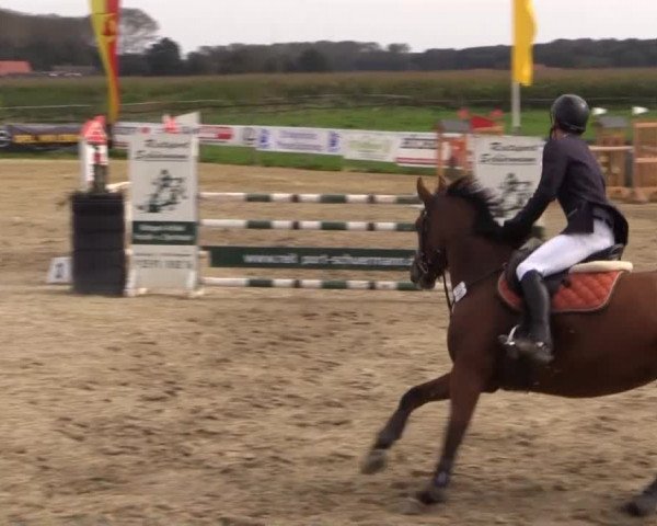 Reitstall Brinkmann 2014