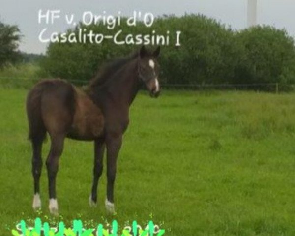 jumper Ontario 127 (Holsteiner, 2019, from Origi D'o)