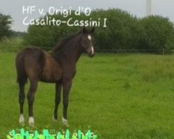 Springpferd Ontario 127 (Holsteiner, 2019, von Origi D'o)