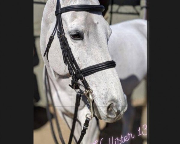 Cavallo da salto Hollister 13 (Holsteiner, 2009, di Hermes d'Authieux AA)