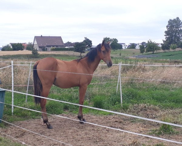 horse Avyen J (German Horse, 2019, from Abke 4)