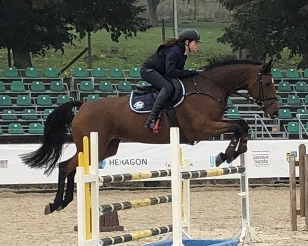 jumper Chirica (Holsteiner, 2013, from Carrico)