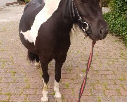 horse Donatelli von Kuhl (Shetland Pony, 2017)