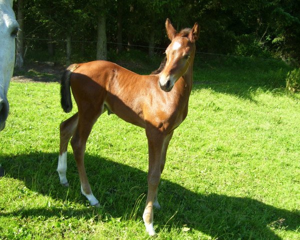 jumper Coco Jumbo H (Holsteiner, 2012, from Corrado I)