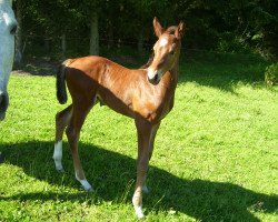 jumper Coco Jumbo H (Holsteiner, 2012, from Corrado I)