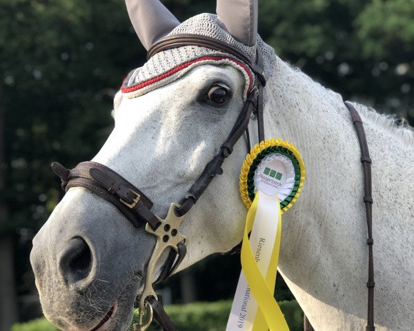 Springpferd Bestinov V L (KWPN (Niederländisches Warmblut), 2006, von Ustinov) Springpferd Bestinov V L (KWPN (Niederländisches Warmblut), 2006, von Ustinov)