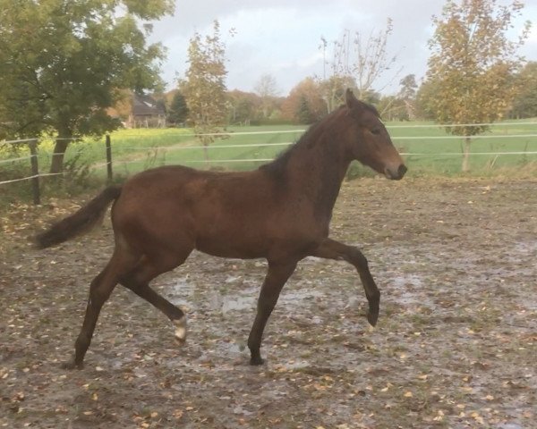 horse Fiona (Hanoverian, 2020, from Fusionist)