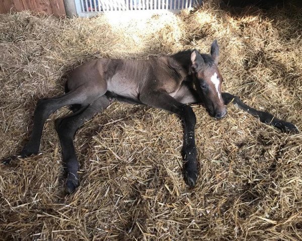 horse Coltender (Holsteiner, 2019, from Colman)
