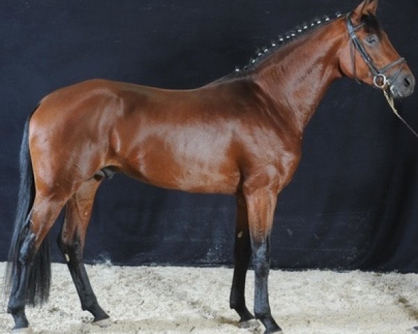 stallion Van Gogh du Val (Selle Français, 2009, from Fürst Romancier)
