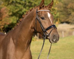 dressage horse Sir Henry (Rhinelander, 2015, from Sir Heinrich OLD)