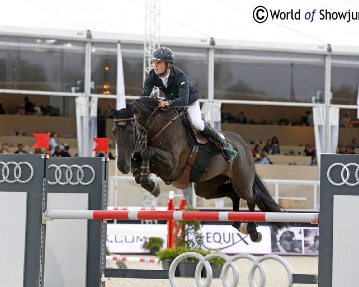 Zuchtstute Diamanthina van het Ruytershof (Belgisches Warmblut, 2003, von Diamant de Semilly)