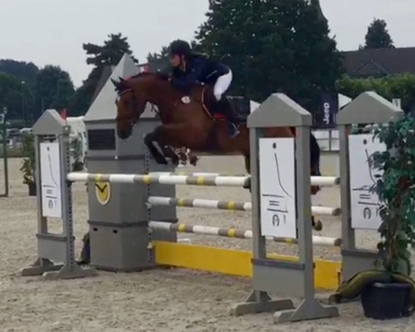 Springpferd Paris 104 (Deutsches Reitpony, 2008, von Pilatus)
