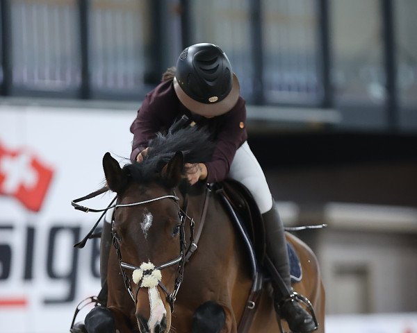 jumper Heaven's Light (German Warmblood, 2015, from Cachassini)