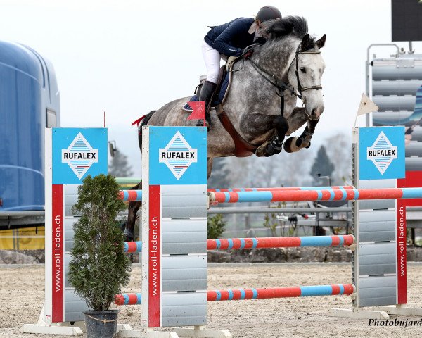 jumper Harold III (KWPN (Royal Dutch Sporthorse), 2012, from Up To Date)